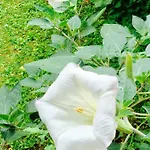 וילה Villa Enza Gaggiano